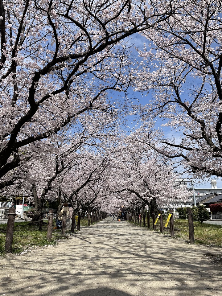 雑餉隈　桜並木通り
