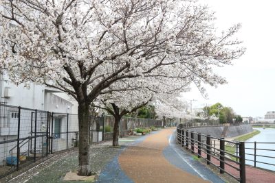 さくらロード（弥生公民館）